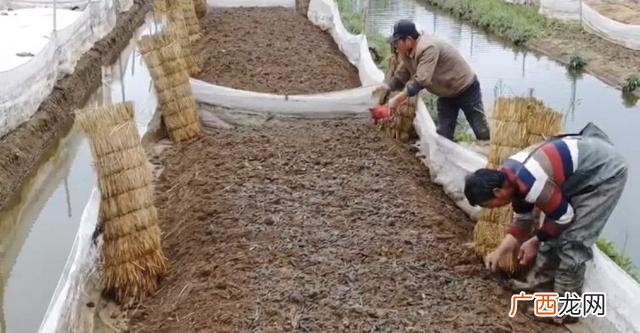 100平室内水蛭养殖利润 蚂蟥养殖一亩地能赚多少钱