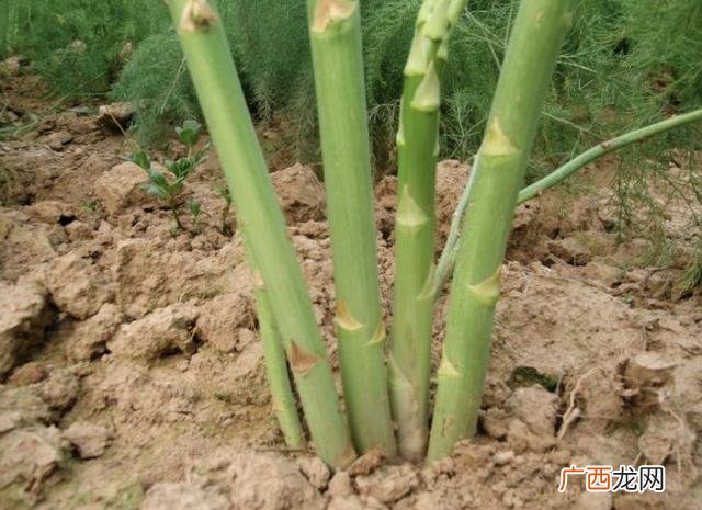 回家种菜,回家种地种什么好