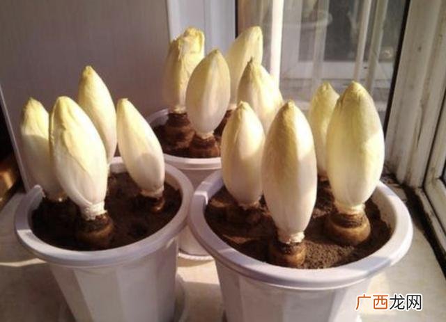 回家种菜,回家种地种什么好