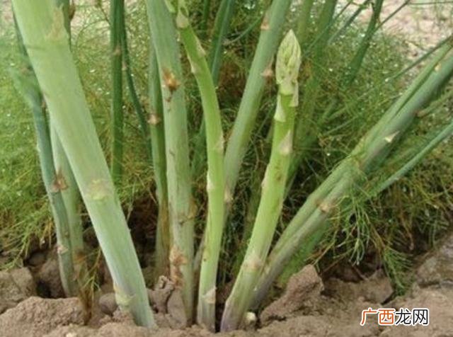回家种菜,回家种地种什么好