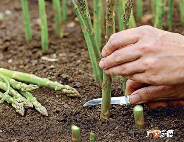 回家种菜,回家种地种什么好