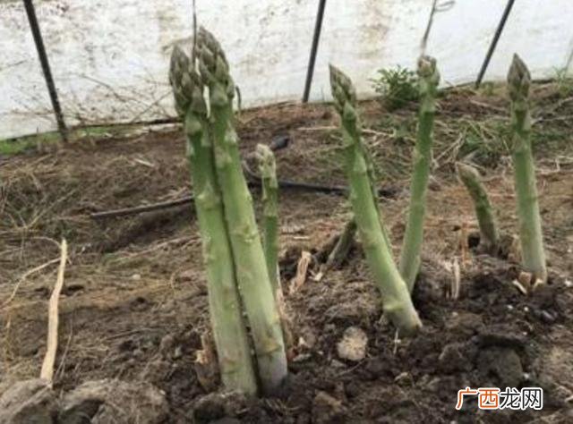 回家种菜,回家种地种什么好