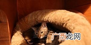 光谷sbi创业街,光谷创业街42号