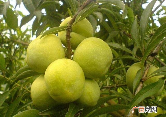哪里有苗圃卖树苗的,苗圃树苗在哪里卖
