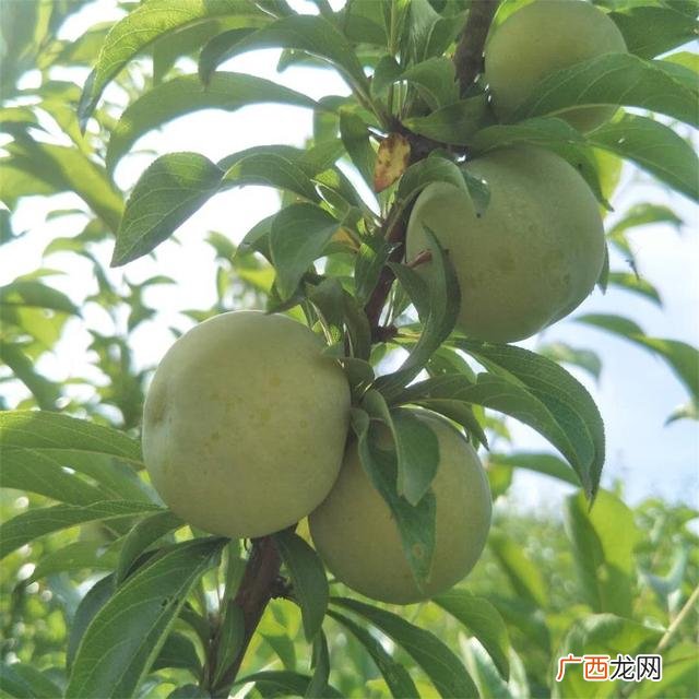 哪里有苗圃卖树苗的,苗圃树苗在哪里卖