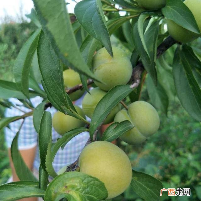 哪里有苗圃卖树苗的,苗圃树苗在哪里卖