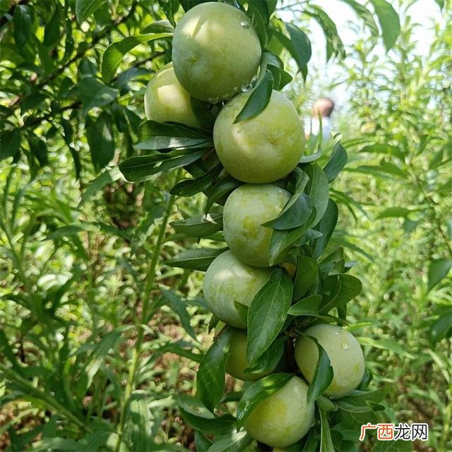哪里有苗圃卖树苗的,苗圃树苗在哪里卖