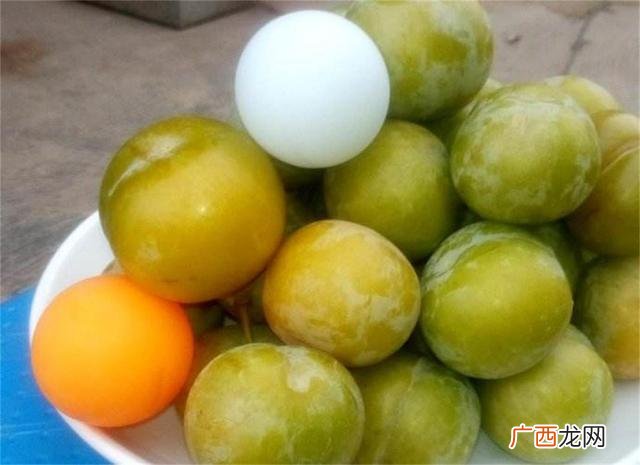 哪里有苗圃卖树苗的,苗圃树苗在哪里卖