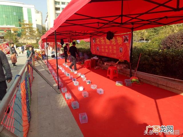 公园摆摊新鲜项目 广场摆摊儿童娱乐项目最新