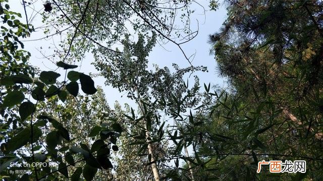 咸阳公园有哪些,咸阳创业大厦到沣河森林地铁口距离