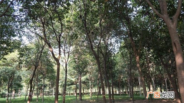 咸阳公园有哪些,咸阳创业大厦到沣河森林地铁口距离