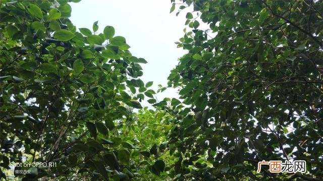 咸阳公园有哪些,咸阳创业大厦到沣河森林地铁口距离