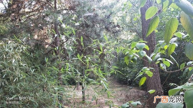 咸阳公园有哪些,咸阳创业大厦到沣河森林地铁口距离