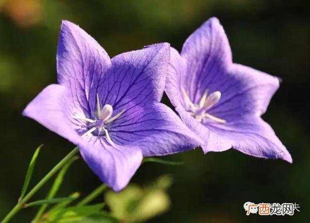 农村种植致富好项目 农村种植什么药材最赚钱