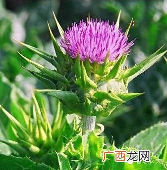 农村种植致富好项目 农村种植什么药材最赚钱