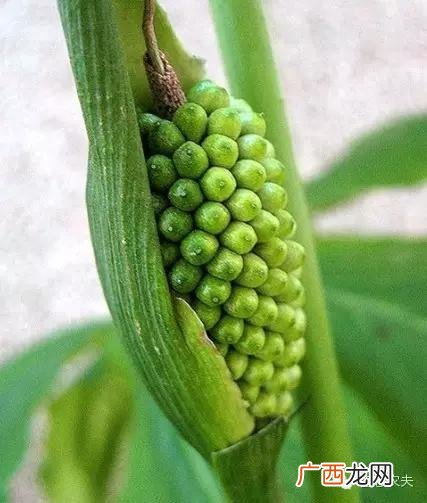 农村种植致富好项目 农村种植什么药材最赚钱