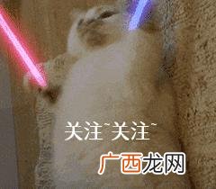 买狗建议买什么品种,宠物狗买什么品种好