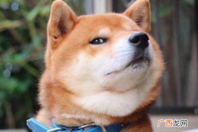 买狗建议买什么品种,宠物狗买什么品种好