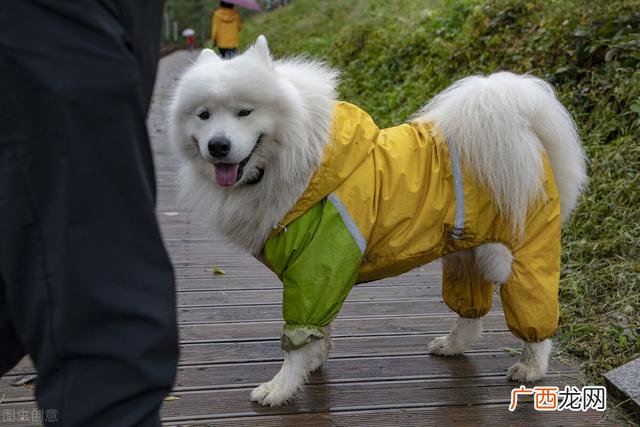 买狗建议买什么品种,宠物狗买什么品种好