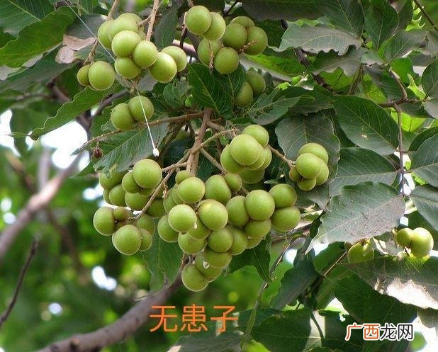 制造洗衣液的原材料,洗衣液材料哪里有