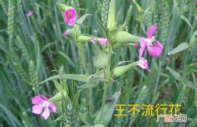 制造洗衣液的原材料,洗衣液材料哪里有