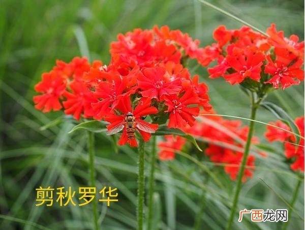 制造洗衣液的原材料,洗衣液材料哪里有