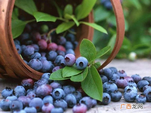 大棚种植合作项目,蓝莓树苗怎么种植