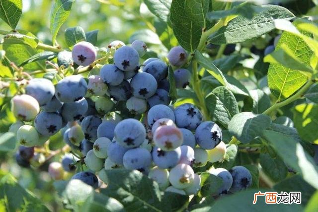 大棚种植合作项目,蓝莓树苗怎么种植