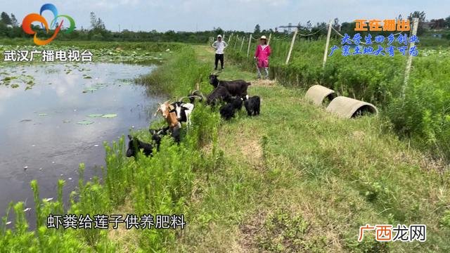 大学生回乡创业政策扶持 大学生回乡创业的时评