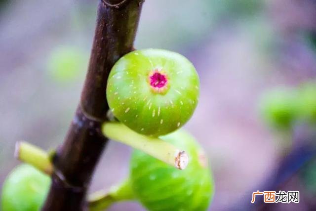 大学生物联网小项目,物联网创新创业