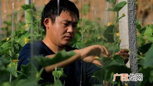 大棚挣钱吗,创业种大棚可以吗