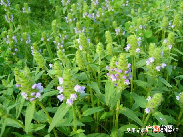 2021年涨价的中药材,2021年种什么药材前景好
