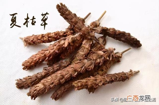 2021年涨价的中药材,2021年种什么药材前景好