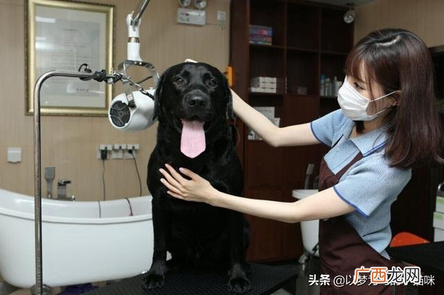女娃娃学什么技术好,带娃娃创业可以学些什么专业