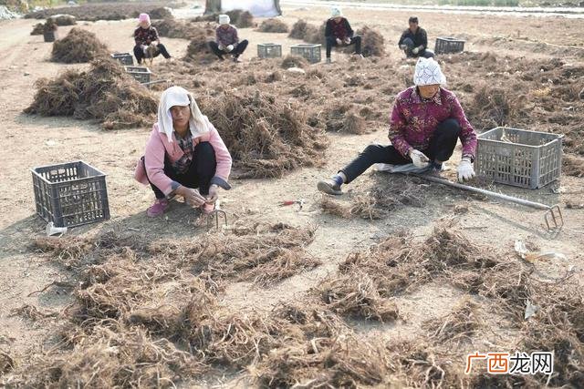 农村最贵的药材800一斤 农村种养殖创业项目