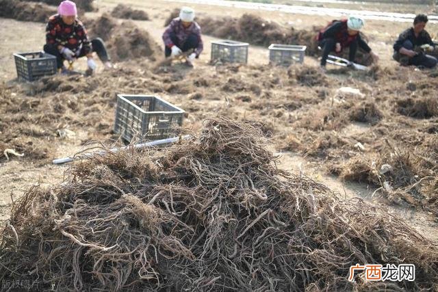 农村最贵的药材800一斤 农村种养殖创业项目