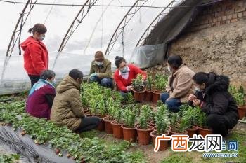 一个养兔子的美业人,残疾人养兔创业视频
