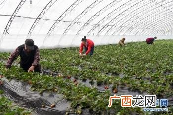 一个养兔子的美业人,残疾人养兔创业视频