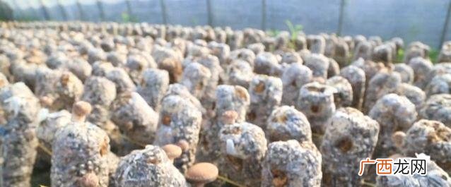 云种植商业计划书 香菇创业