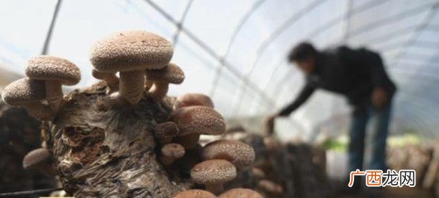 云种植商业计划书 香菇创业