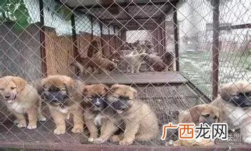 养农村的土狗卖赚钱吗,农村养殖创业致富网养土狗