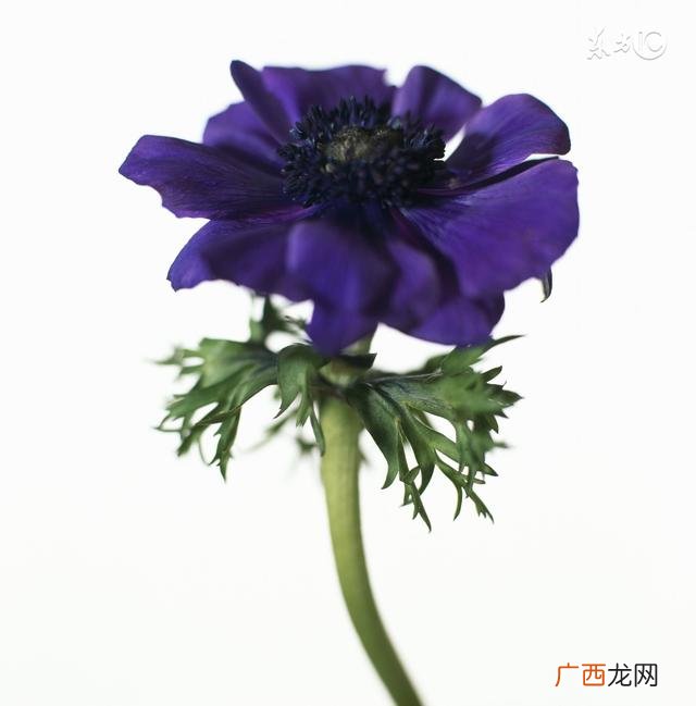 企业诚信的句子经典语录,做生意诚信的好句子