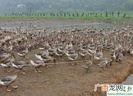 为什么一般不养鹅 特种养殖创业网致富网养鹅