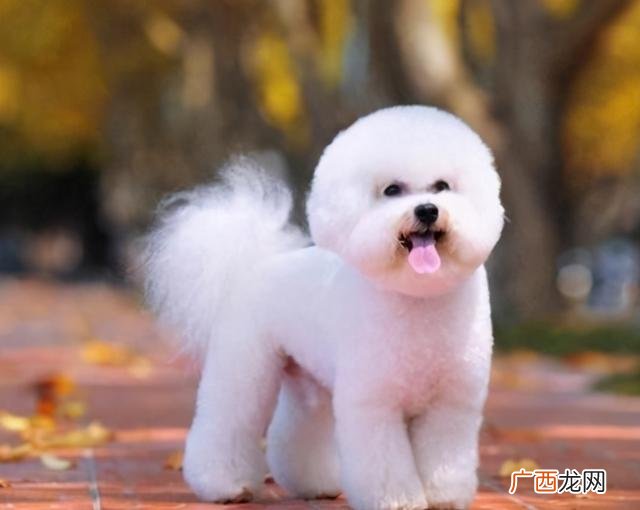 什么狗最聪明 买什么狗最好