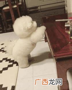 什么狗最聪明 买什么狗最好