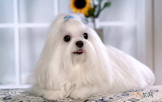 什么狗最聪明 买什么狗最好