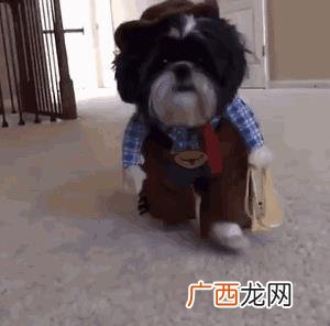 什么狗最聪明 买什么狗最好