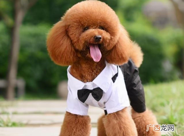 什么狗最聪明 买什么狗最好