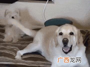 什么狗最聪明 买什么狗最好