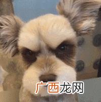 什么狗最聪明 买什么狗最好